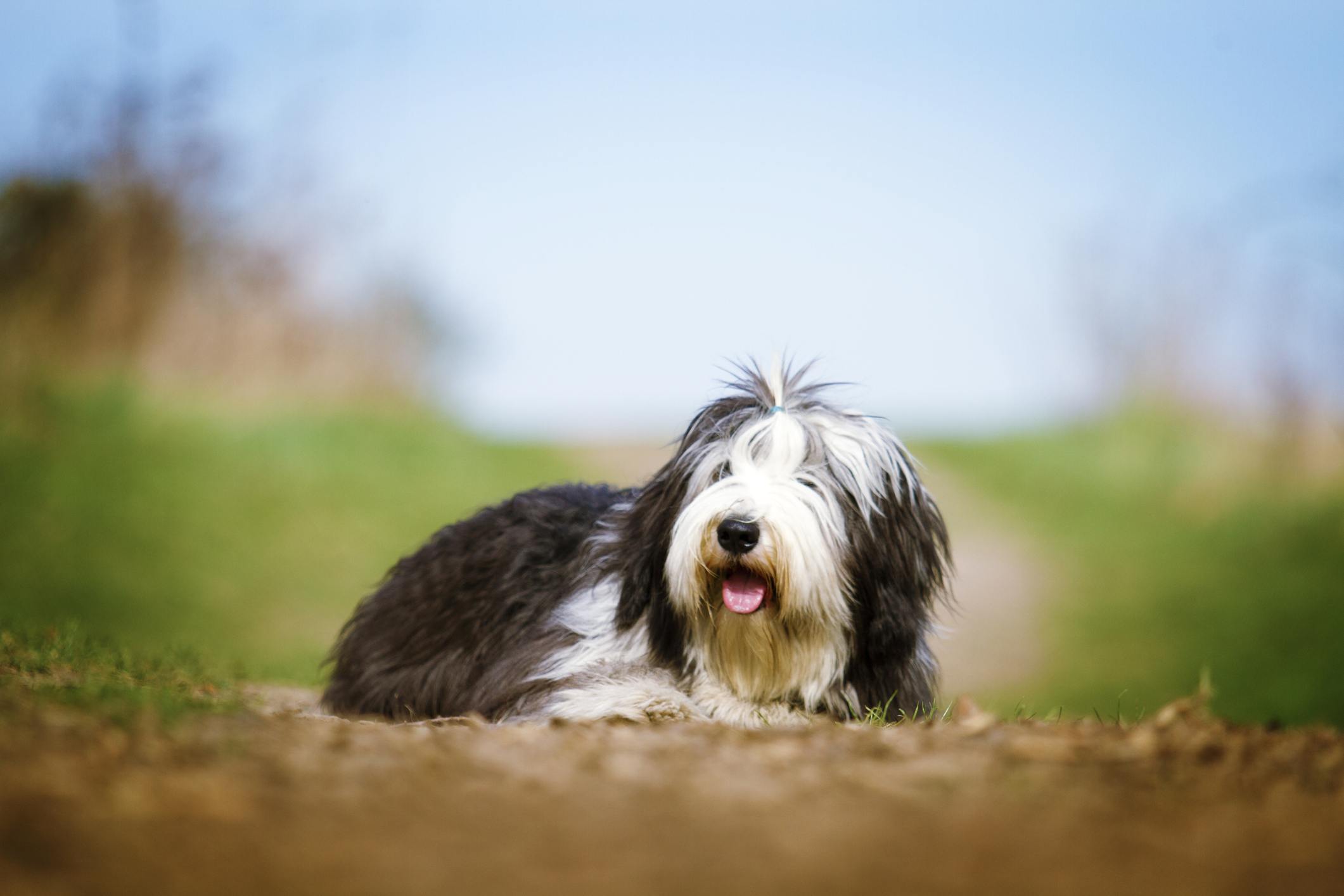 Bearded Collie Dog