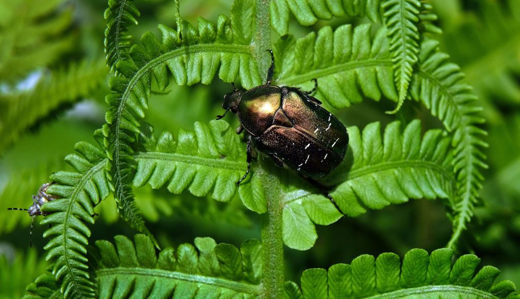 Beetle on leaves