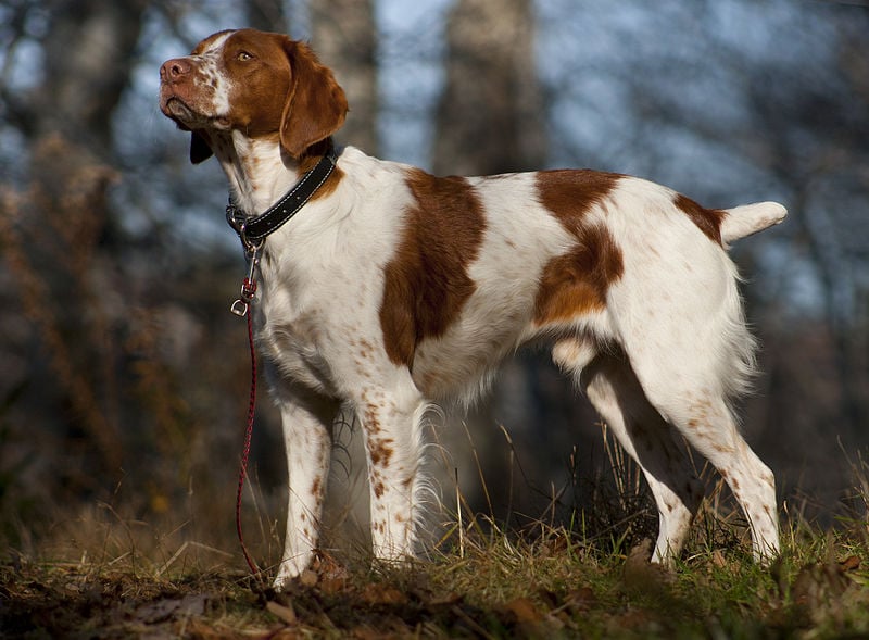 Brittany dog breed