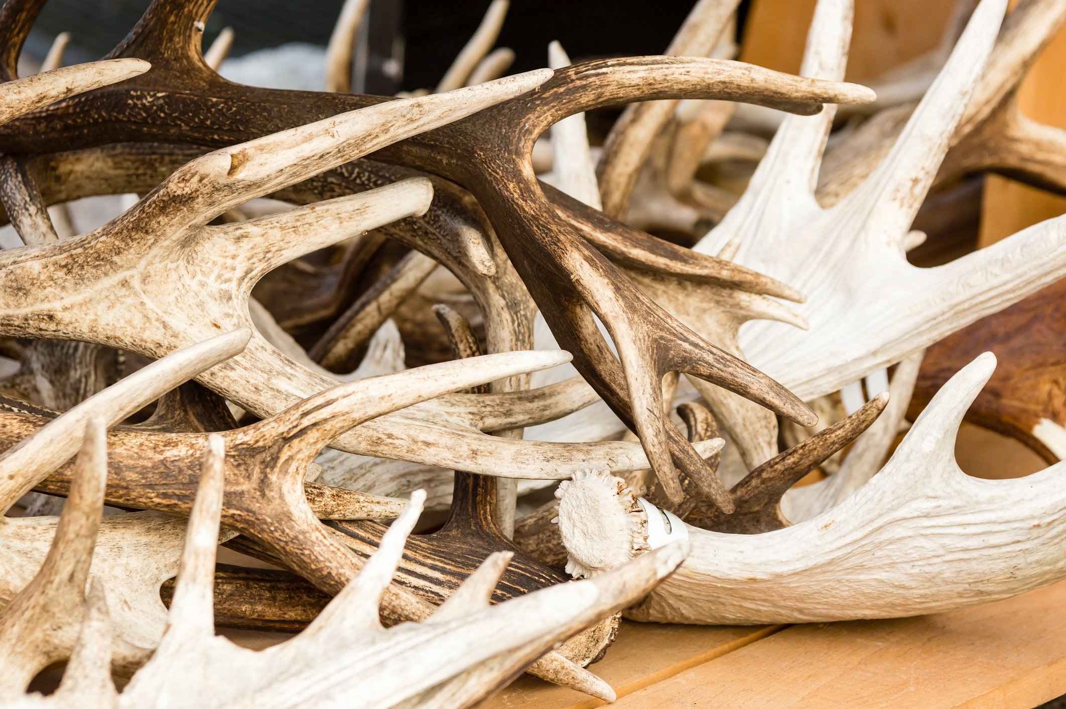 deer antlers