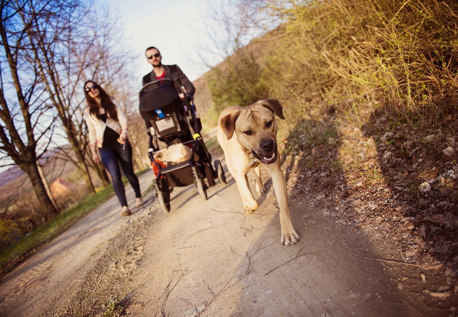 Dog walking with baby stroller