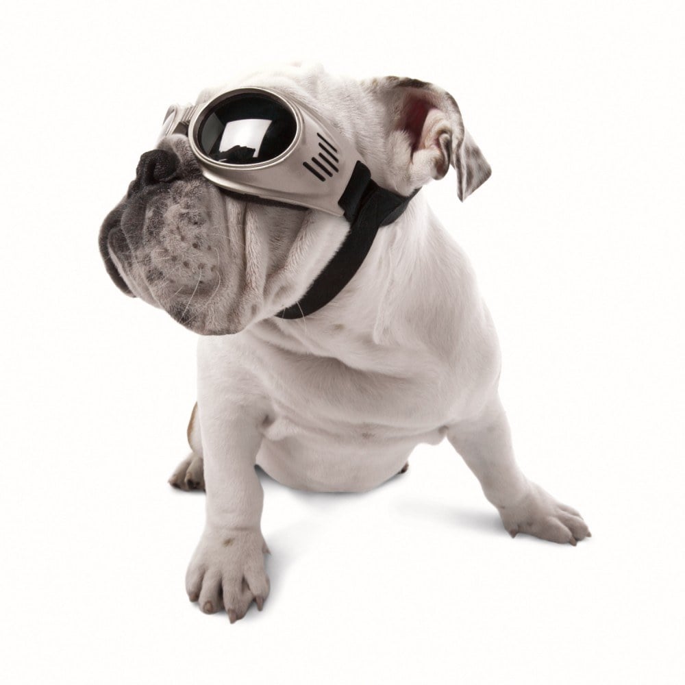 Doggles dog goggles