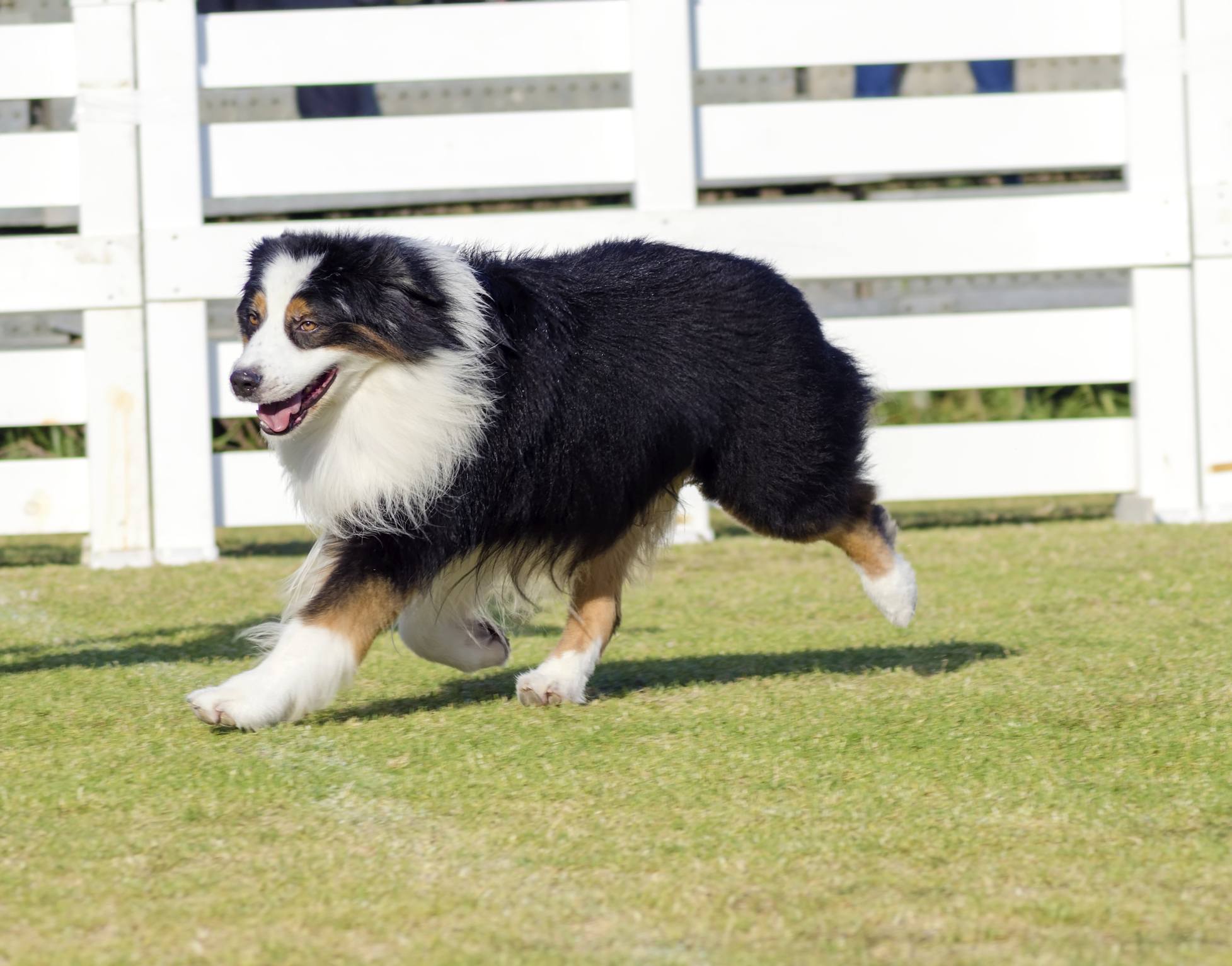 English Shepherd dog