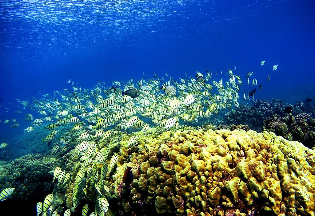 Coral reef in Hawaii