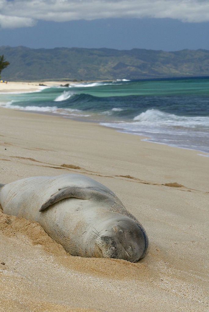 Monk seal on a beach