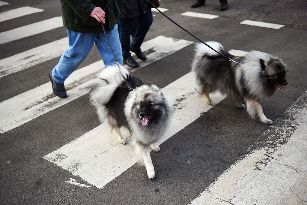 Keeshond dogs
