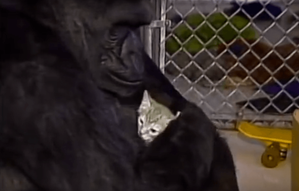 Koko the gorilla and her cat