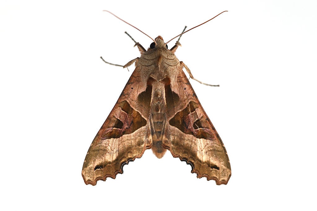 Moth on white background