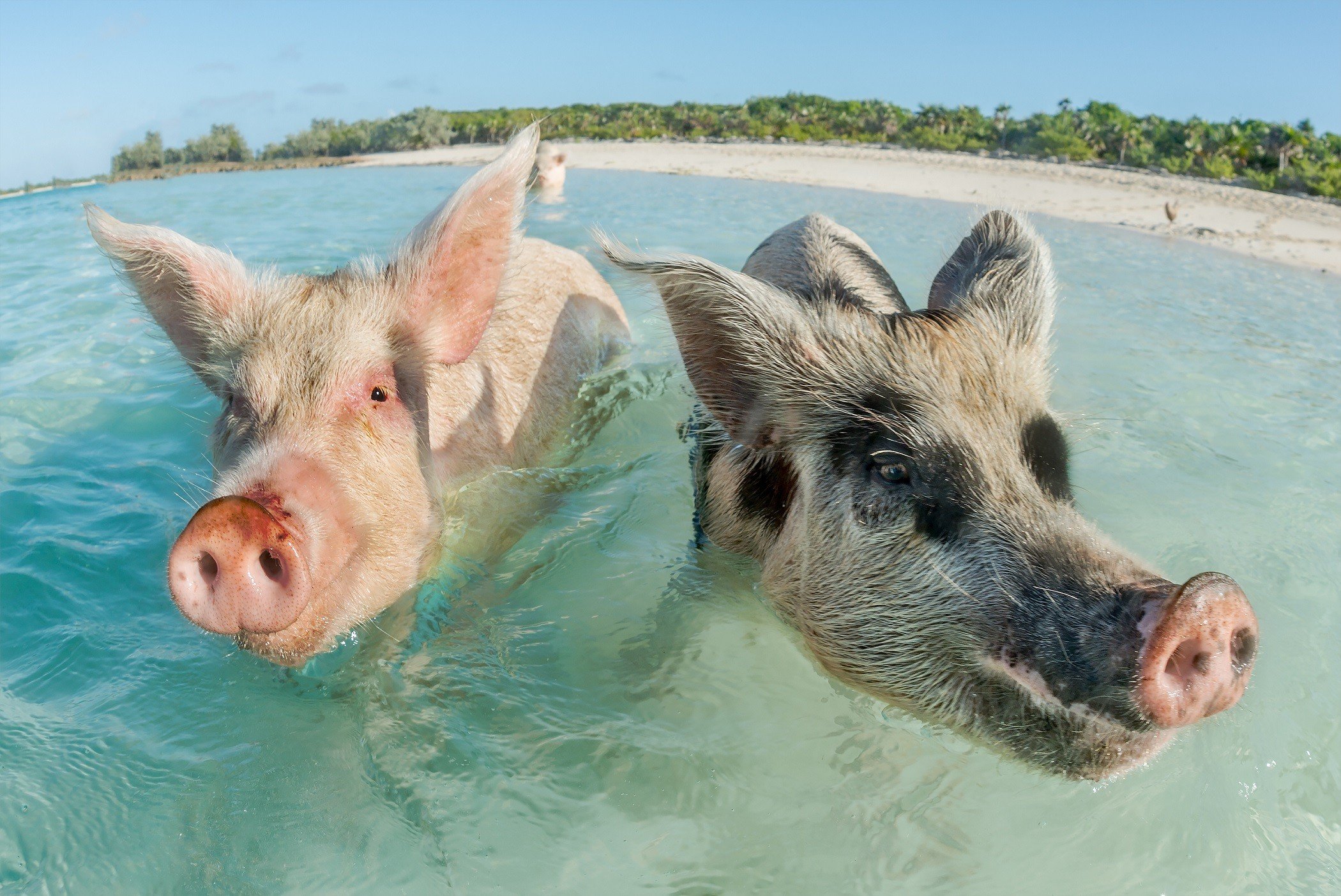 Pig beach exuma bahamas