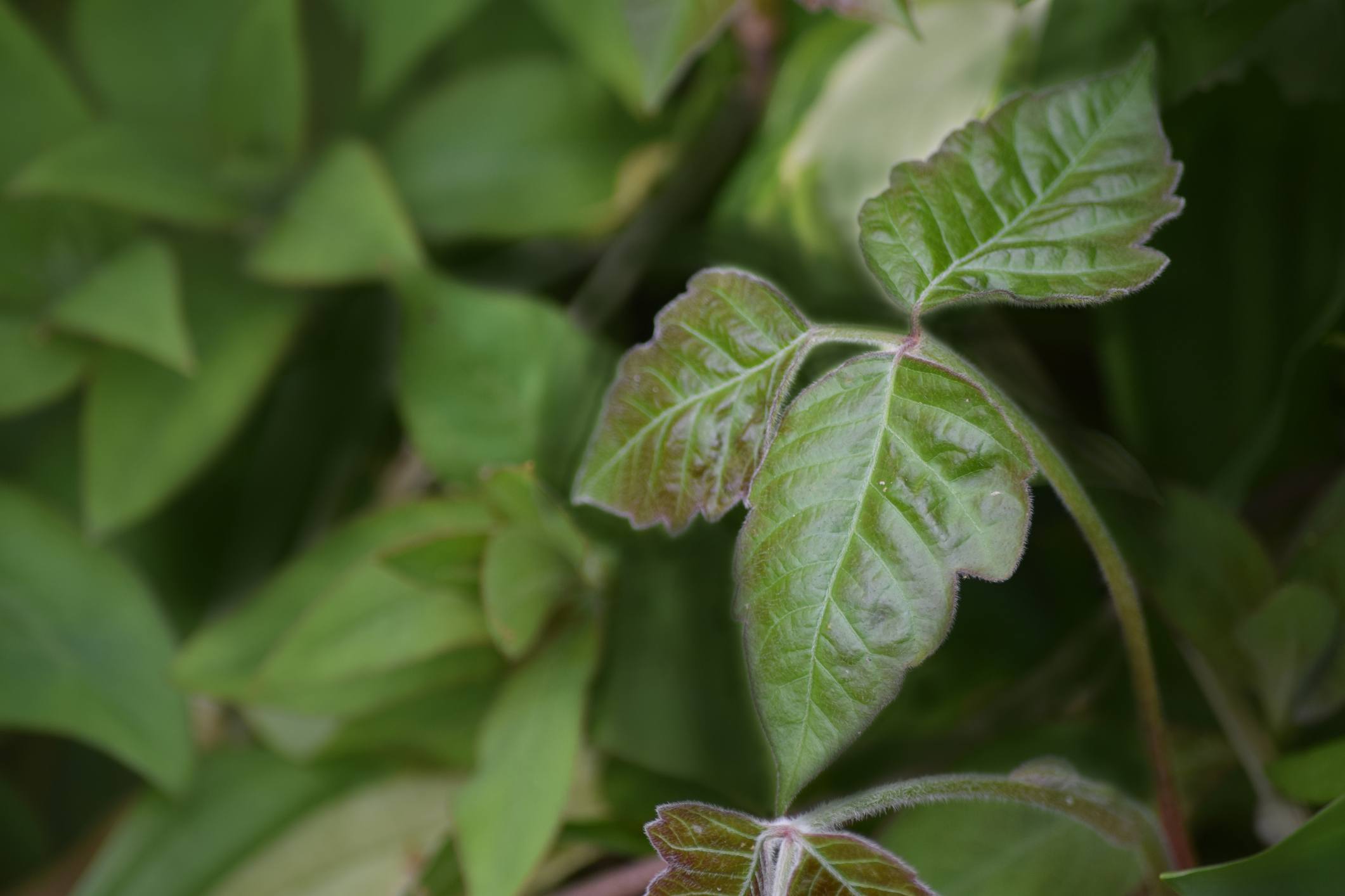 poison ivy plant