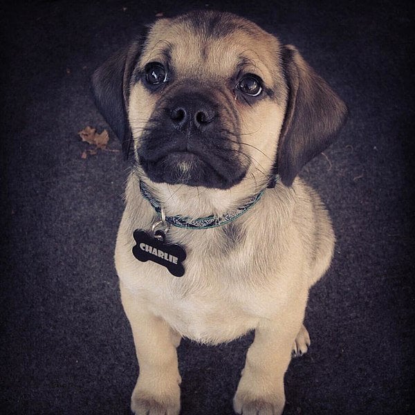 Puggle Puppy