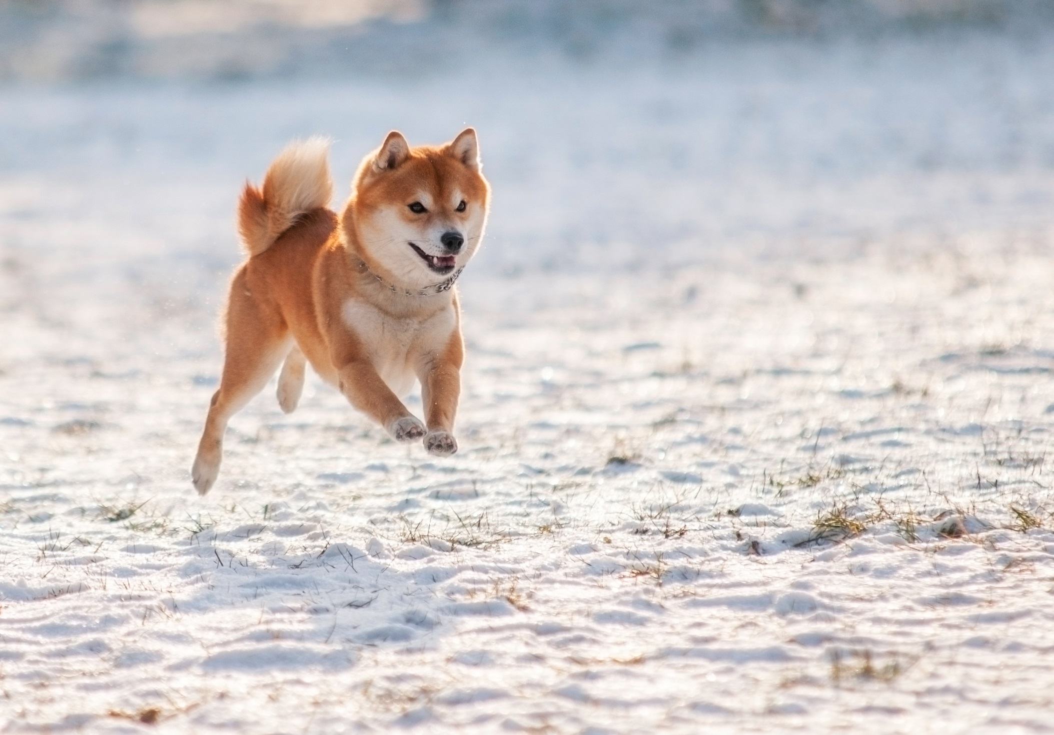 Shibu inu jumping in the snow