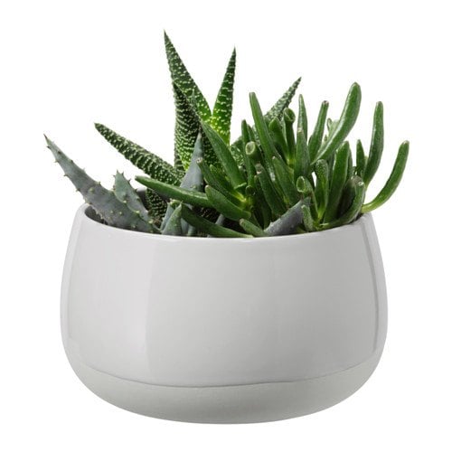 Ikea succulent