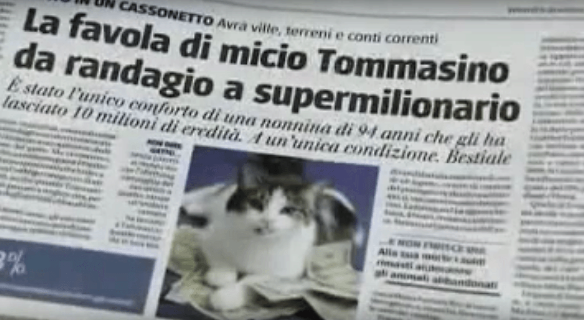 Tommaso or Tommasino the millionaire cat