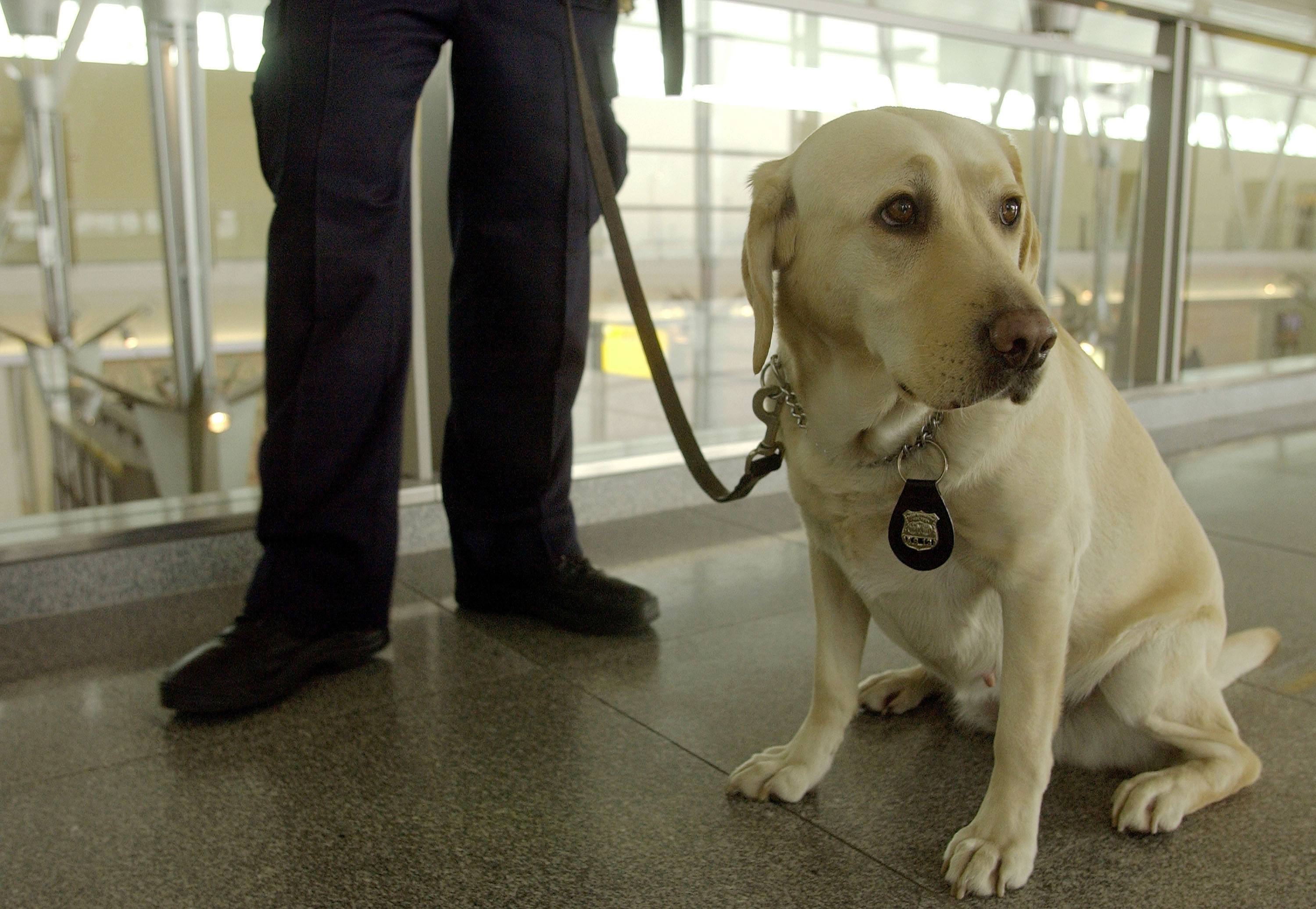 TSA Dog Labrador