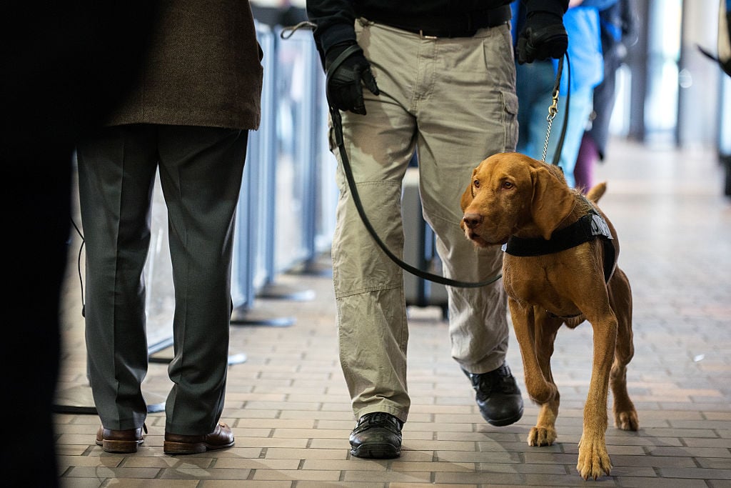 Pointer dog TSA