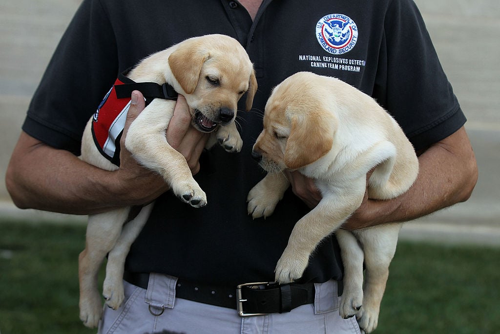TSA Puppies in training