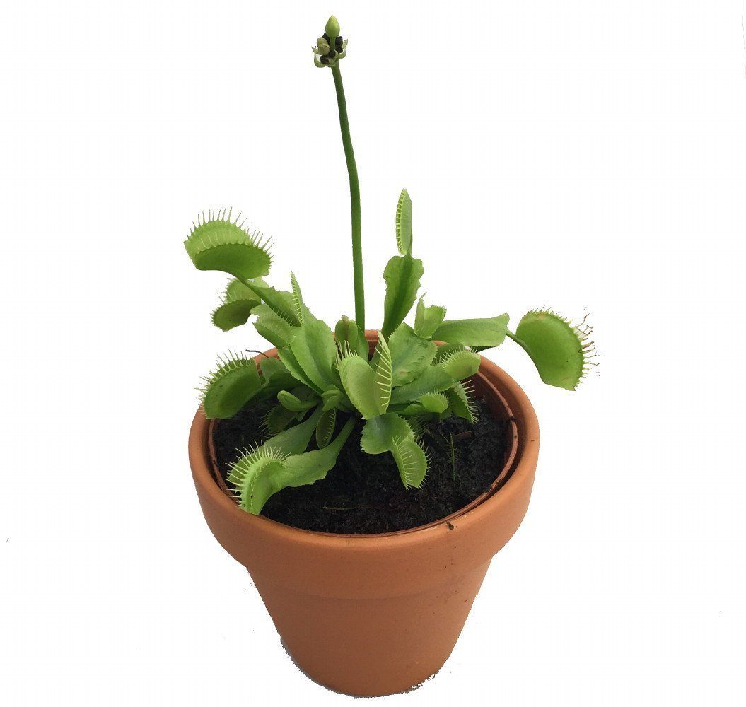 Venus Fly Trap