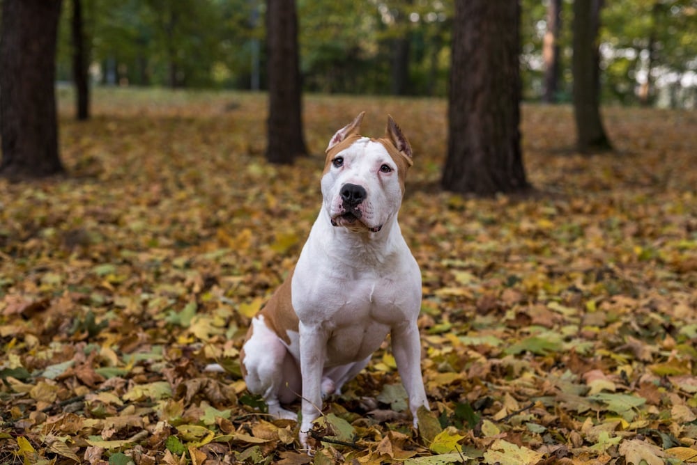 American bulldog