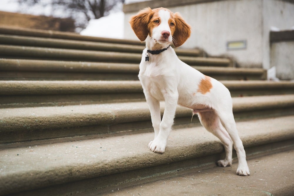 Brittany spaniel puppy posing on steps