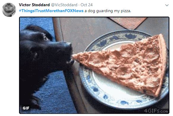 A Tweet of a dog eating pizza A Tweet of a dog eating pizza
