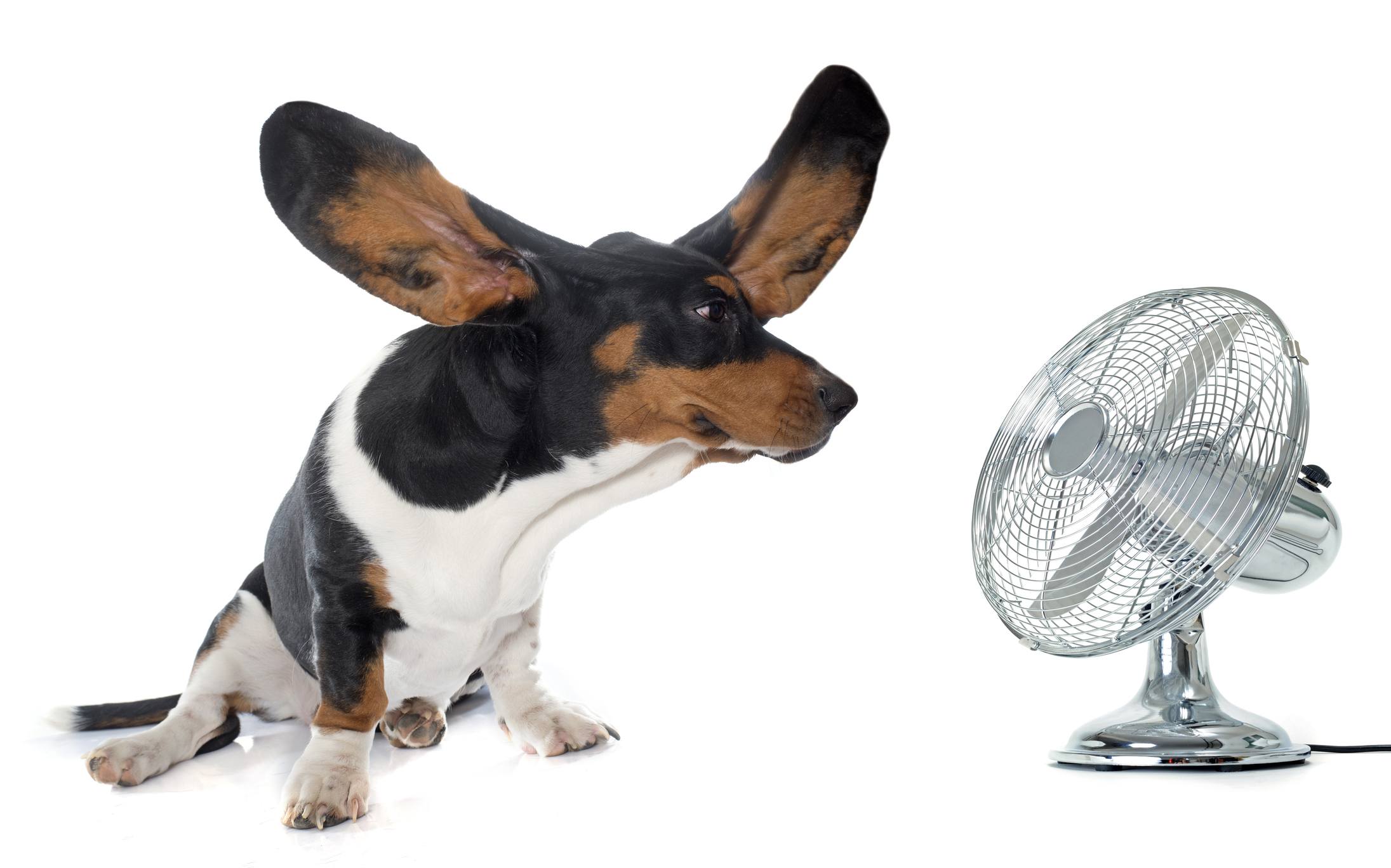 basset hound and fan