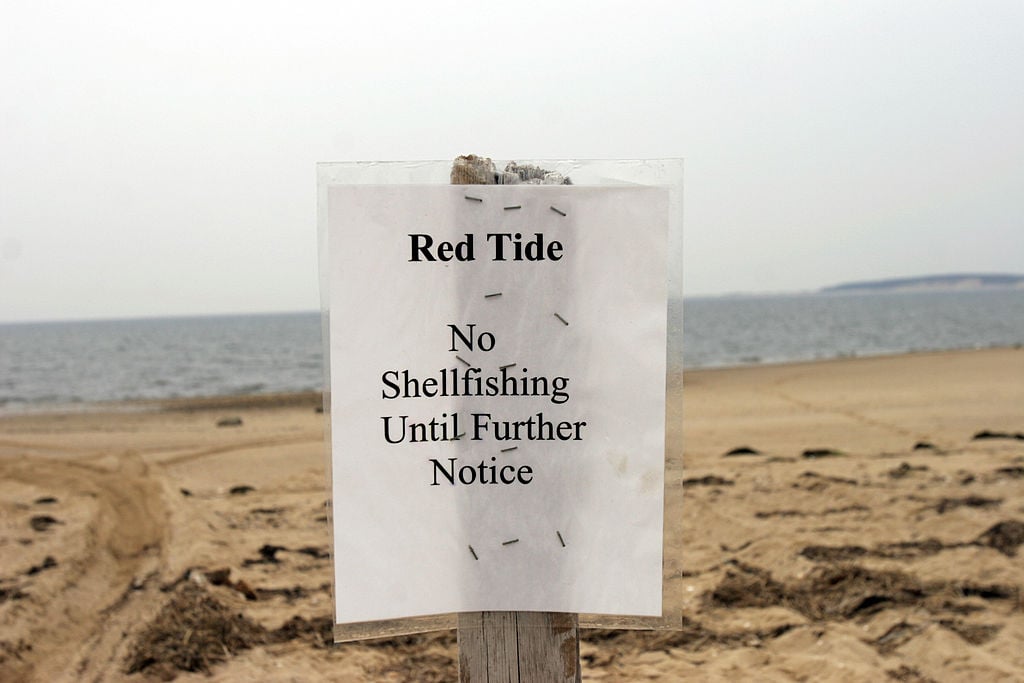 A sign declares Indian Neck beach closed to shellfishing in Cape Cod Bay of Welfeet Harbor. A sign declares Indian Neck beach closed to shellfishing in Cape Cod Bay of Welfeet Harbor.