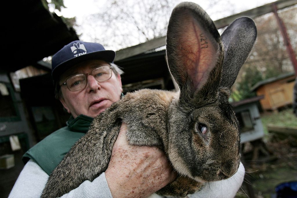 a farmer in green with a giant brown rabbit