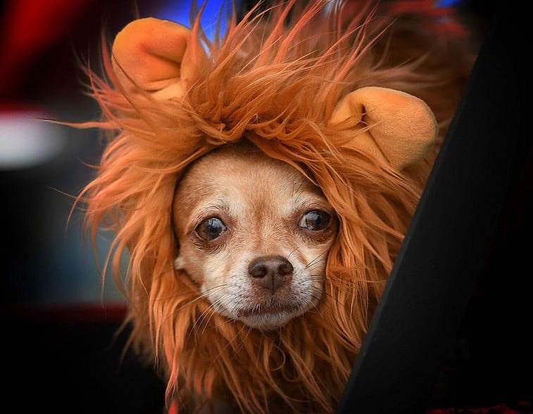 Dog dressed in lion costume Dog dressed in Halloween costume
