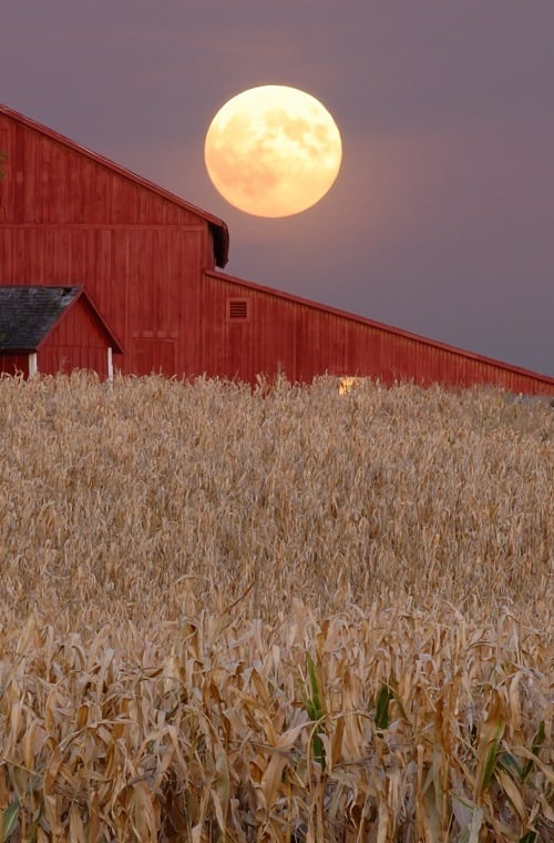 Harvest moon rises