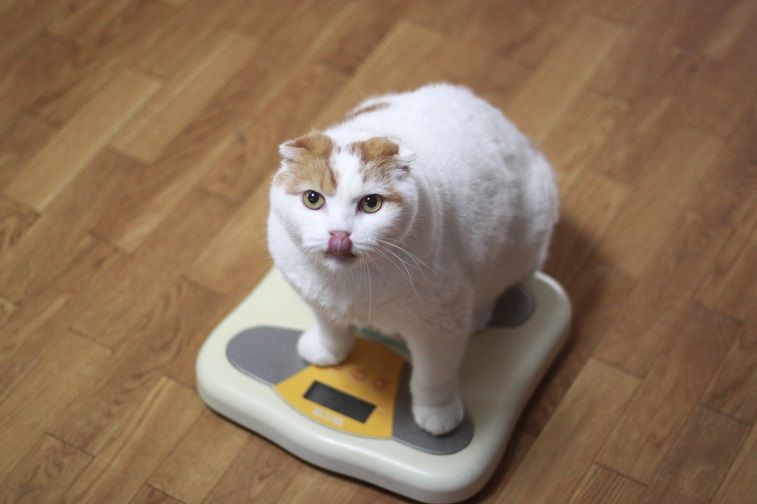 Being obese will increase one’s risk for 13 types of cancer, according to the Centers for Disease Control. | Getty images Obesity increases risk of cancer