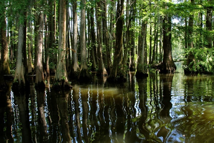 a swamp in North Carolina a swamp in North Carolina