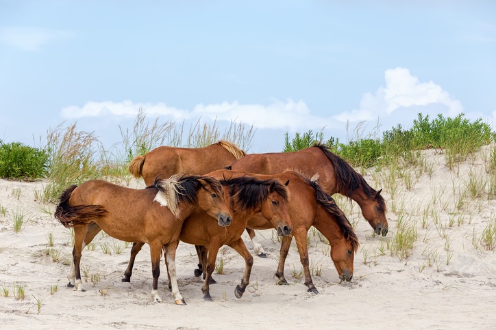 Assateague island wild ponies