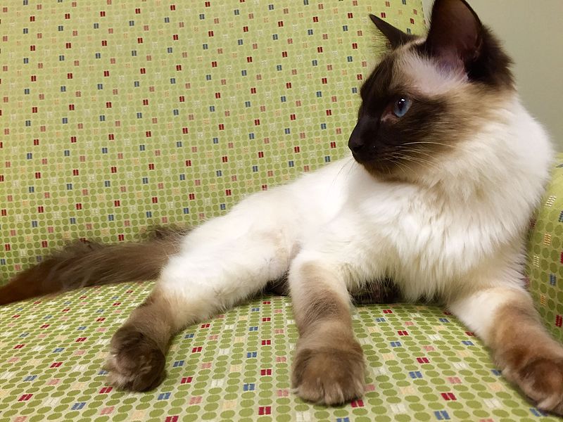 balinese cat hypoallergenic cats