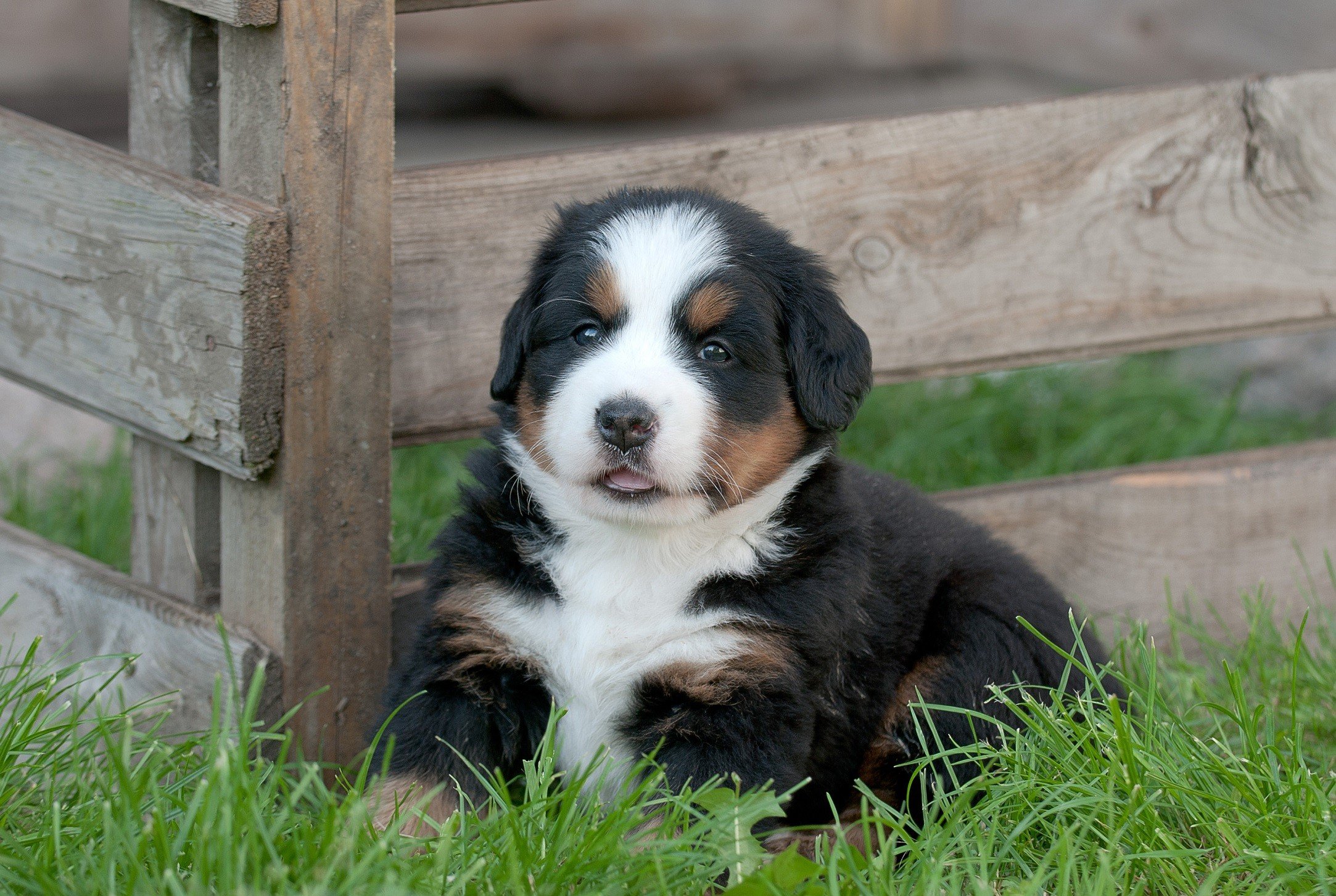 Droll Cutest Fluffy Puppies