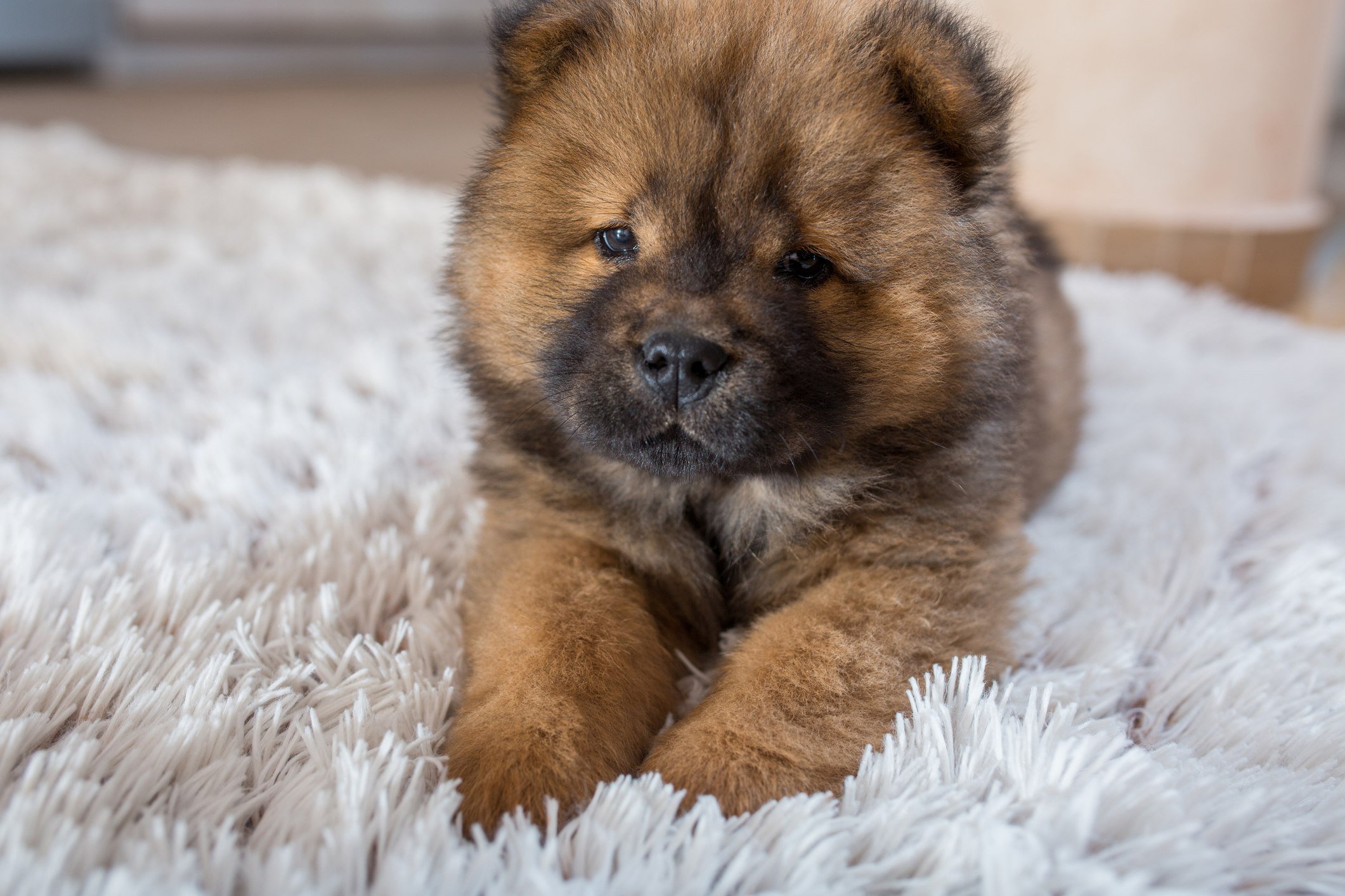 cute fluffy puppies breeds