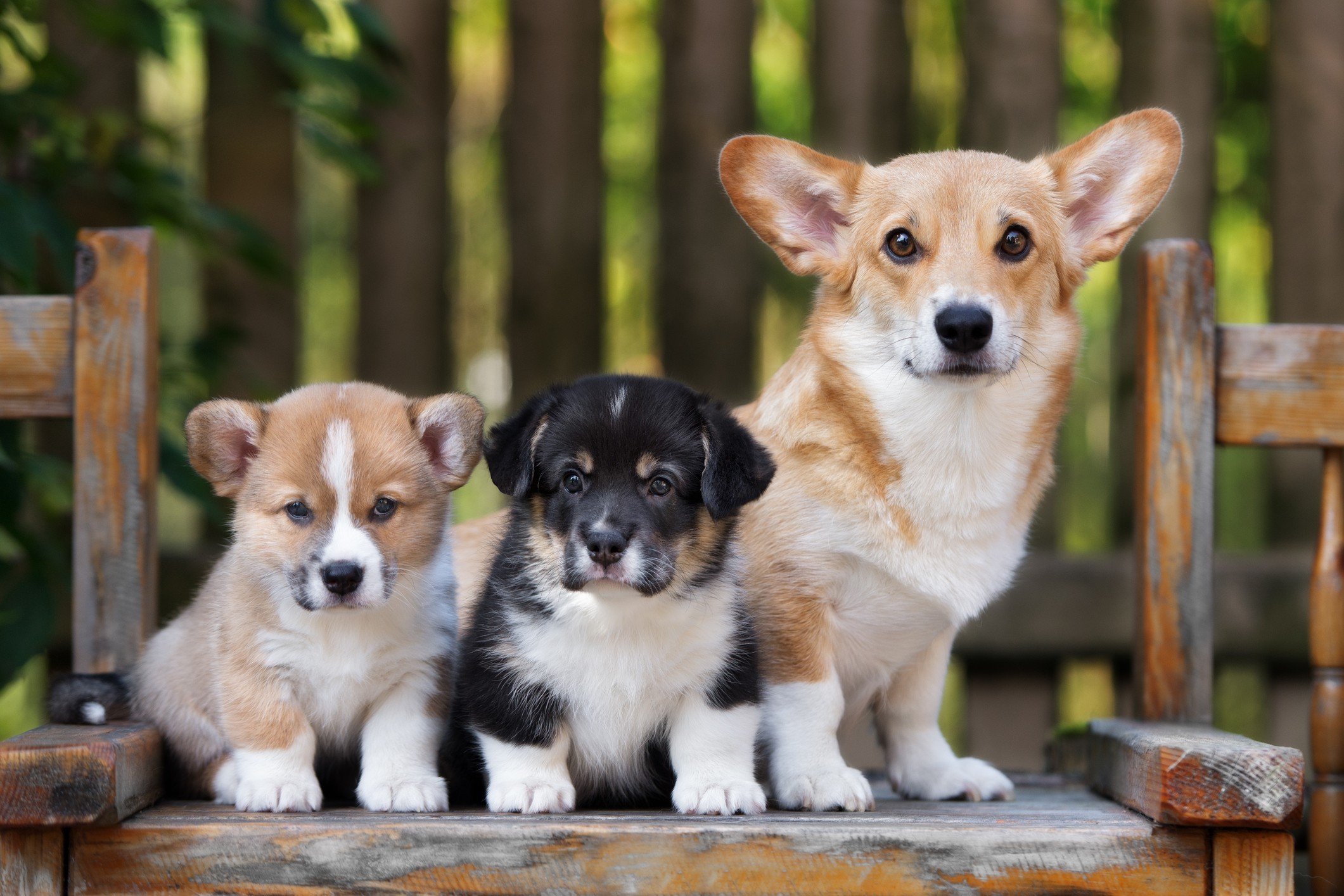 cute fluffy puppies breeds