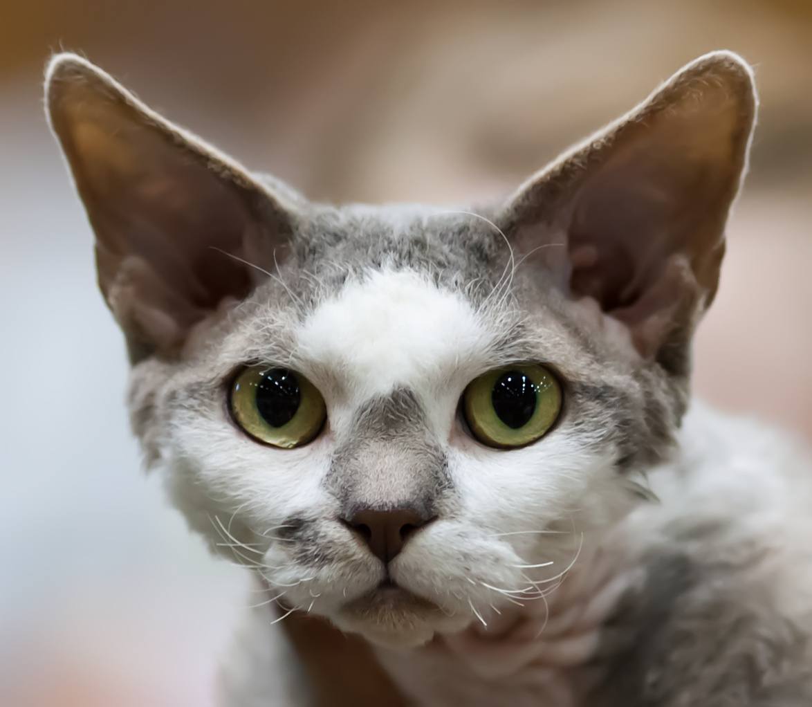 These Are the Best Hypoallergenic Cat  Breeds for People 