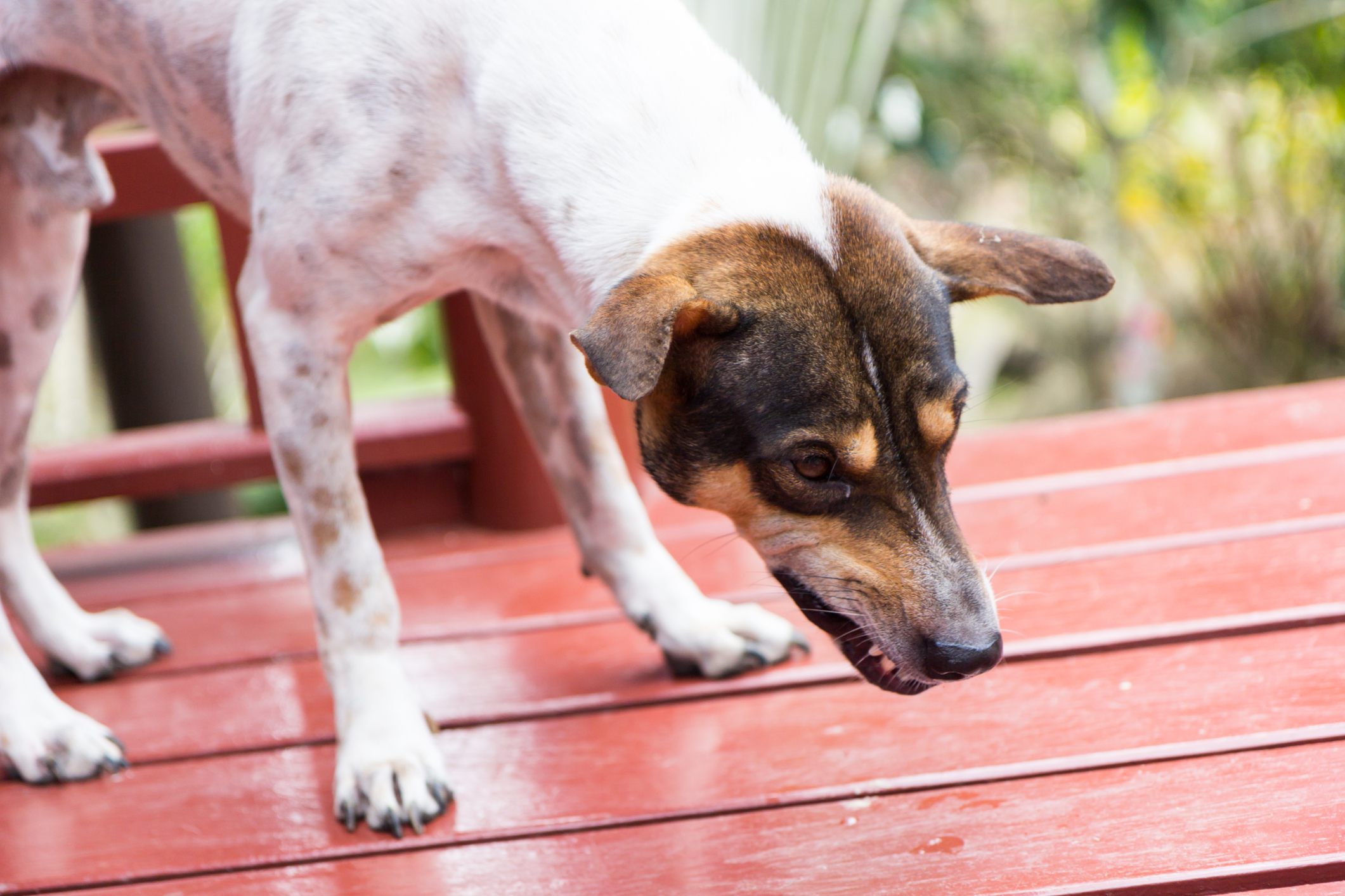Dog with bared teeth