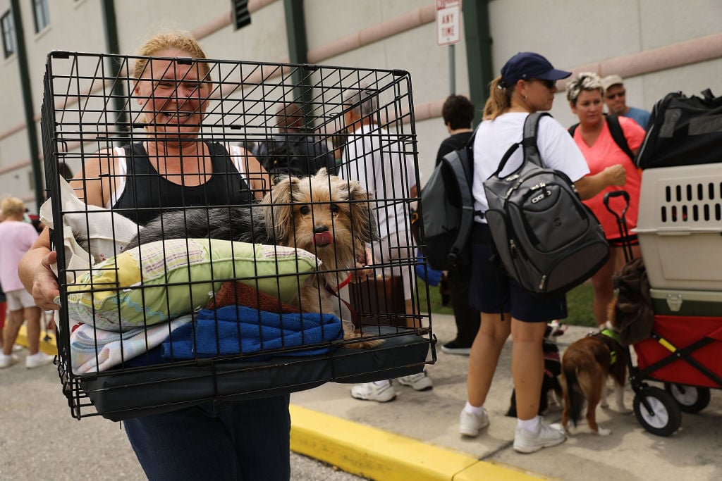 Dog Florida Hurricane