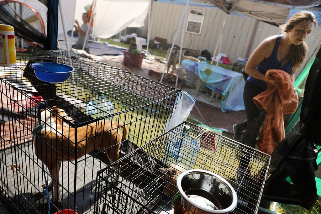 Dogs rescued cages