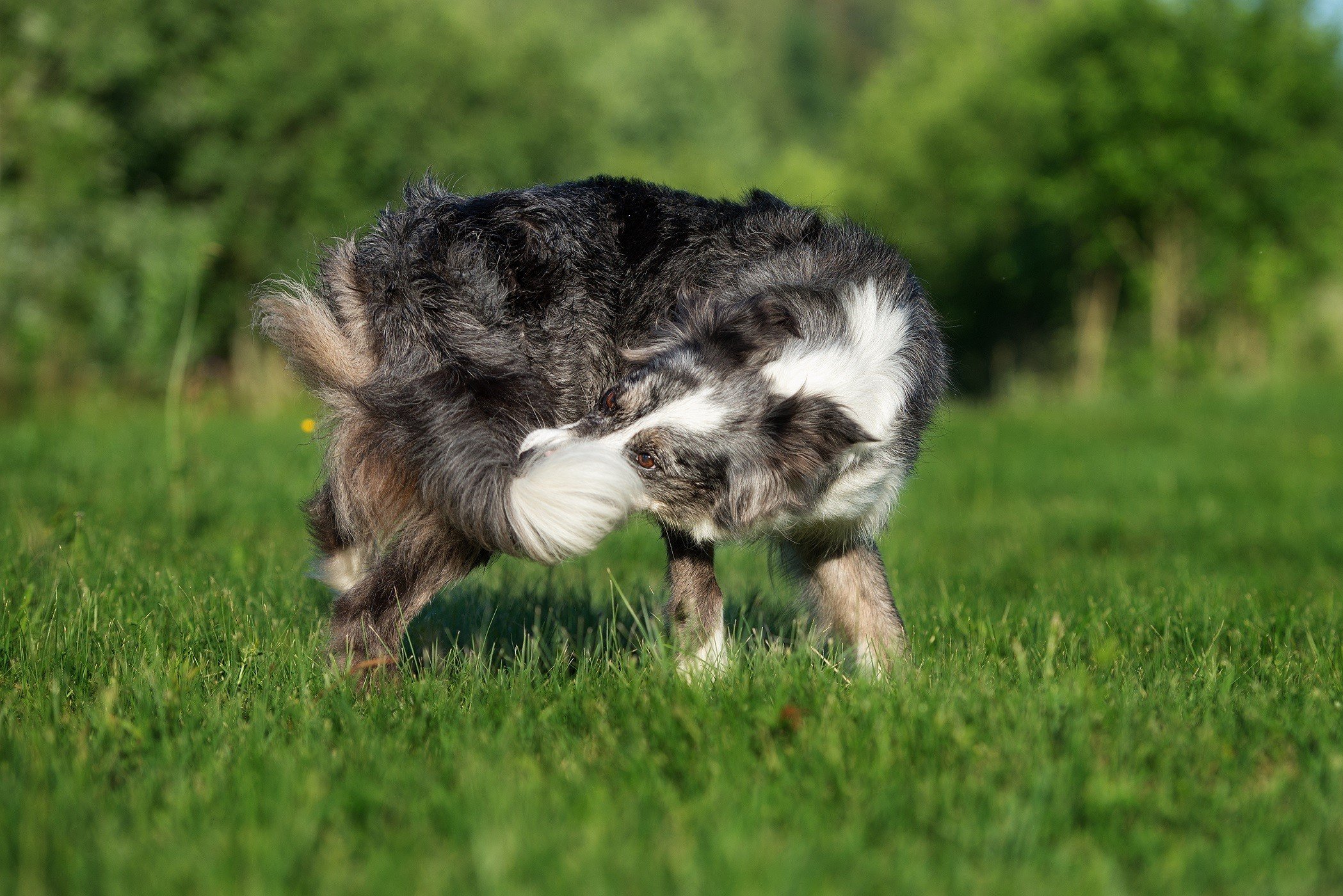 why do dogs lie on their backs with their legs in the air