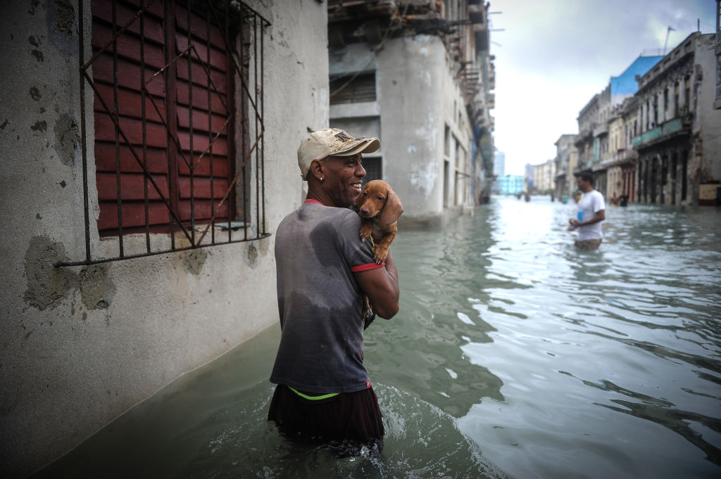 Dog rescue flooding