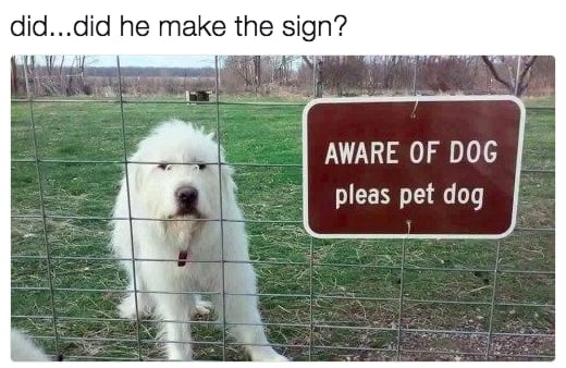 Dog Meme