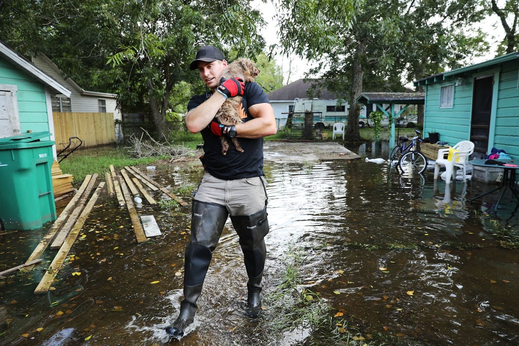 Rescued dog hurricane