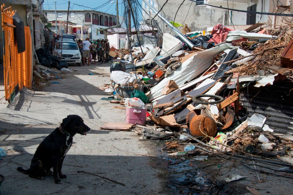 Abandoned dog hurricane