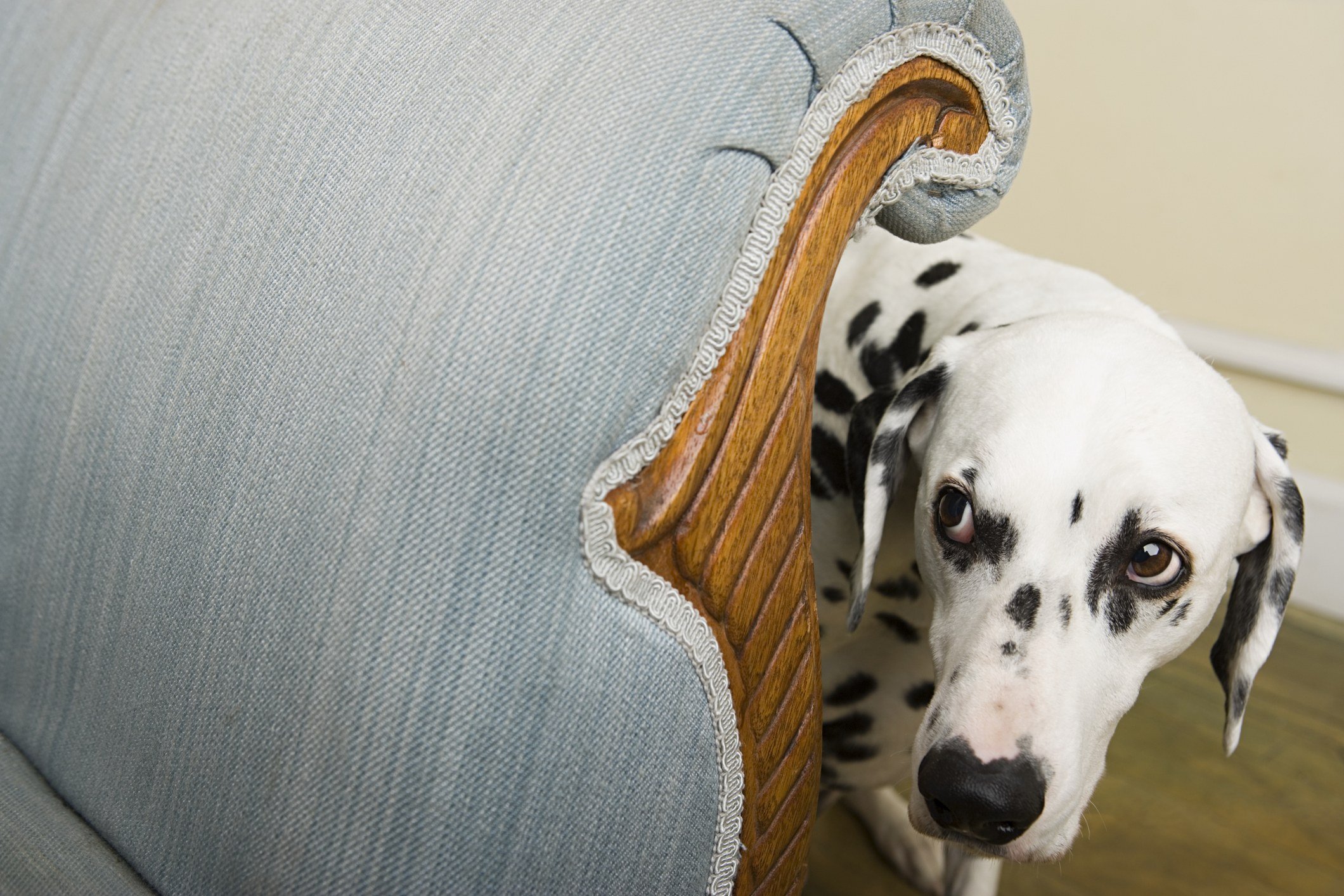 Dalmatian peeking around a chair