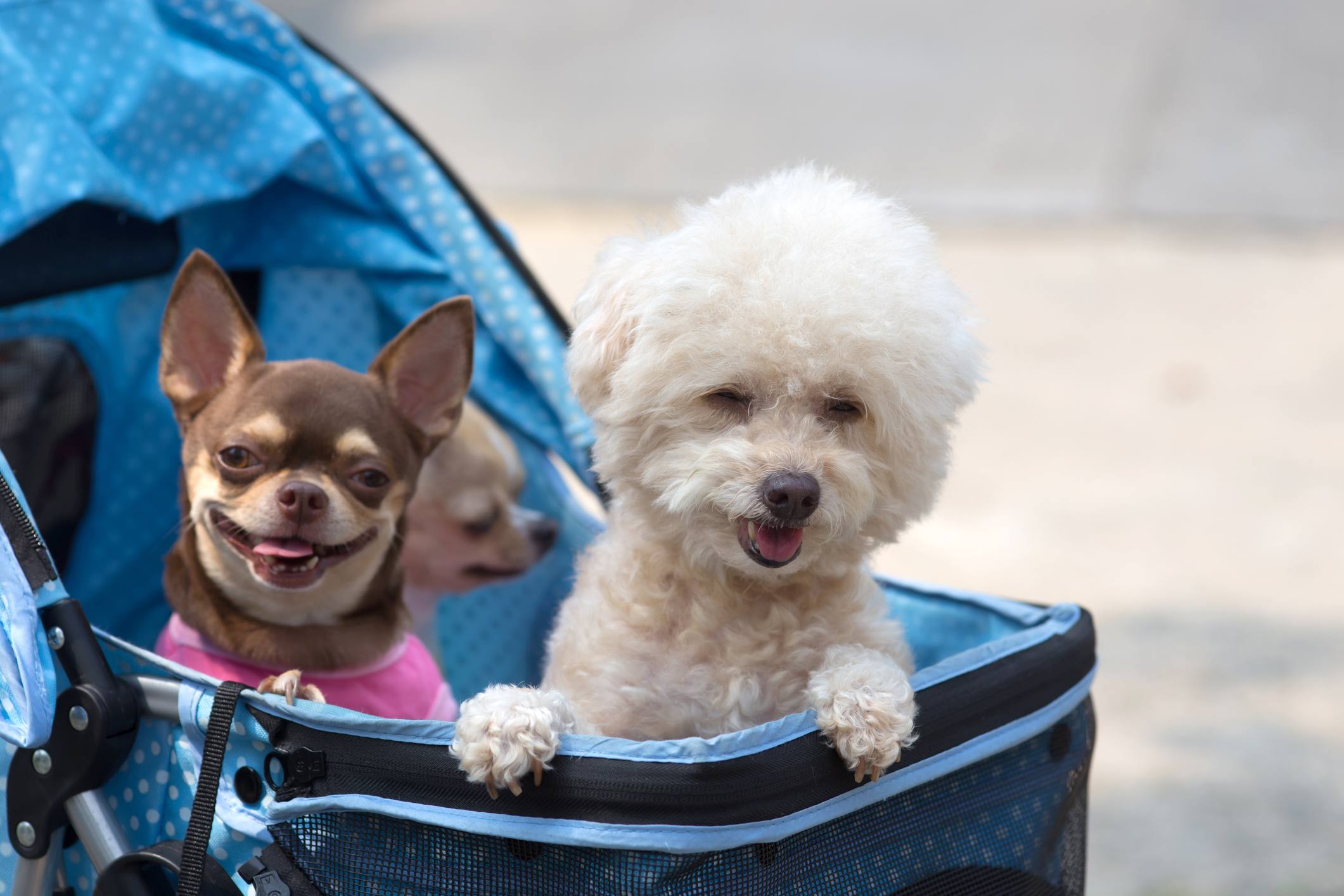 Dogs in strollers