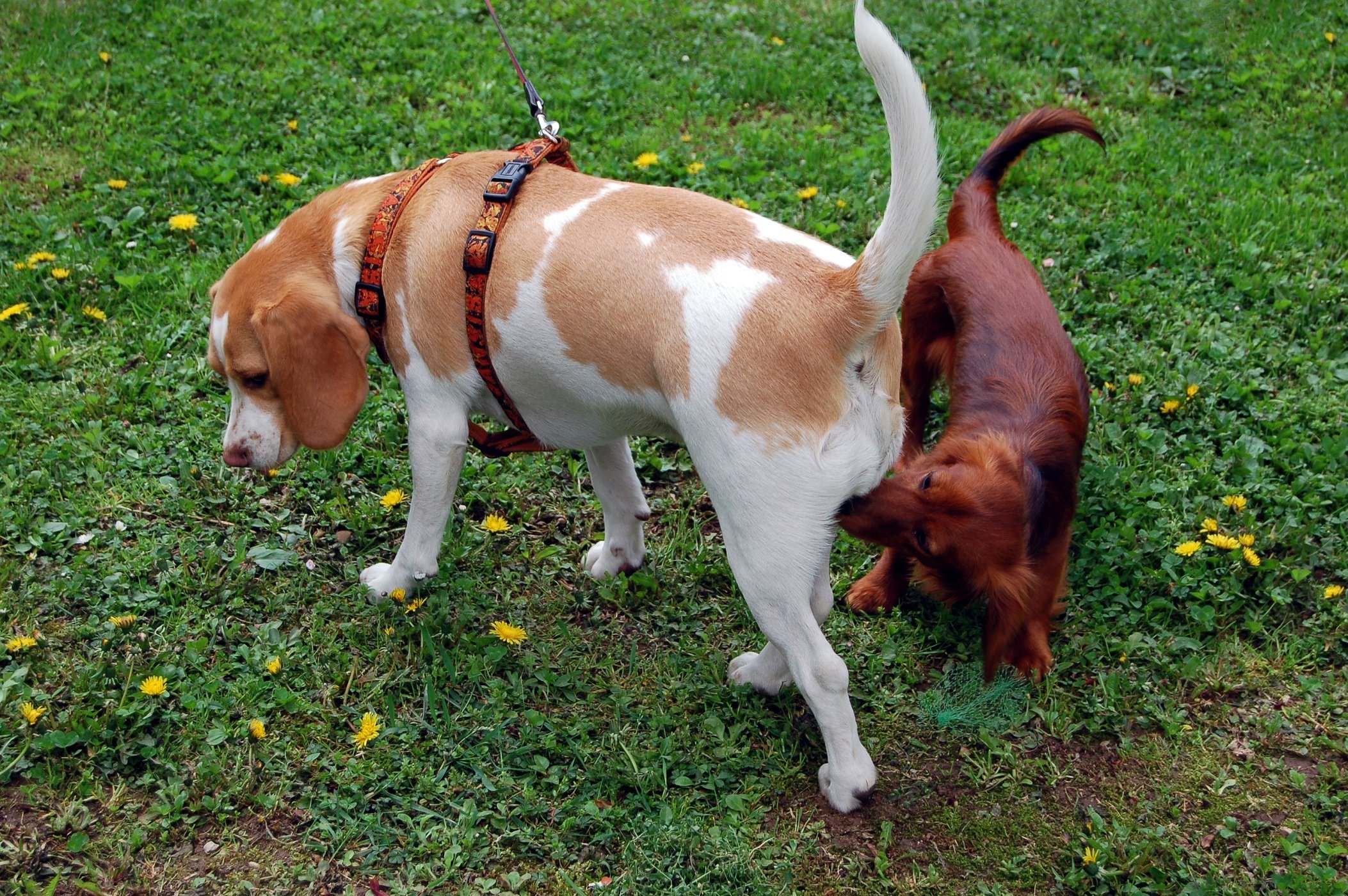 Dogs sniffing each others' butts