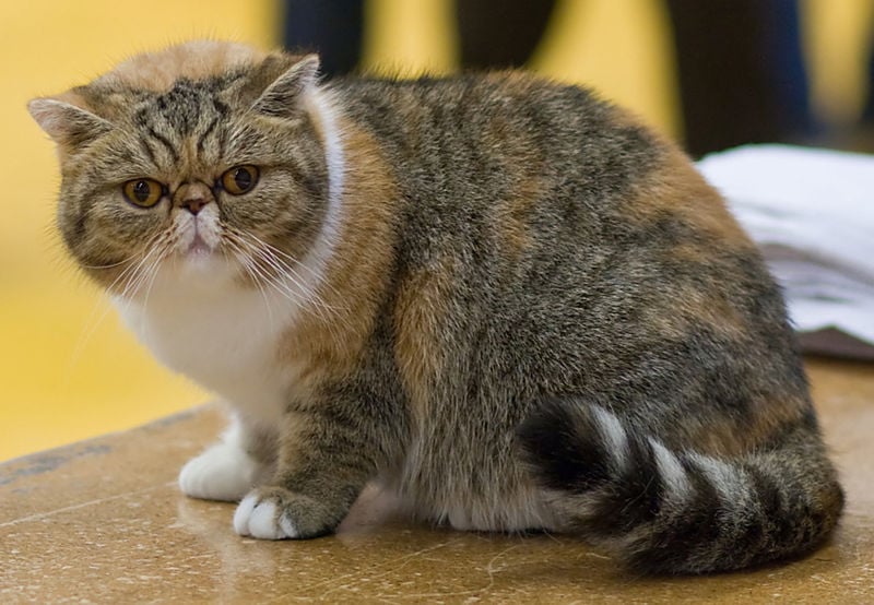 Exotic shorthair cat breed